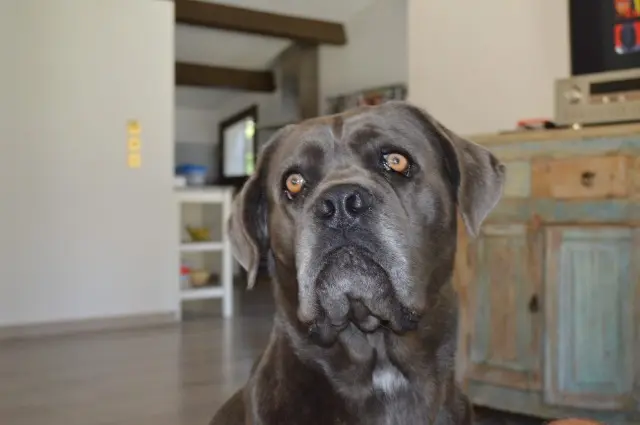dog reunited    Nîmes RUBY