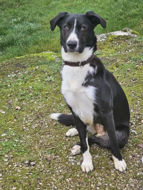 chienne reunited   30420 Calvisson Pixie