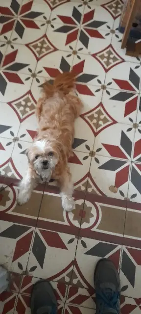 chienne reunited   30100 Alès Popcorn