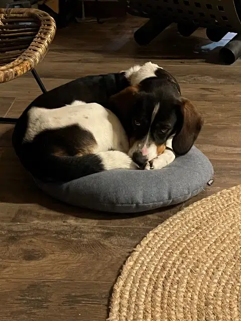 chienne reunited   30170 Pompignan Reglisse