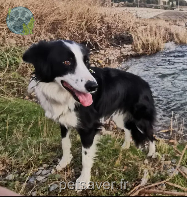 chienne reunited 30210 Remoulins Thalie