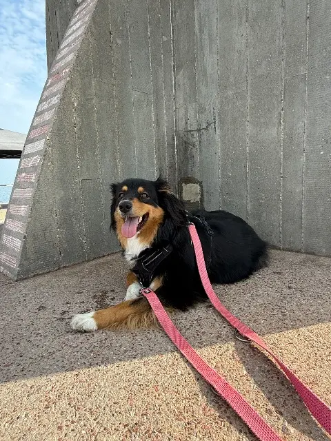 chienne reunited   30240 Le Grau-du-Roi Utah