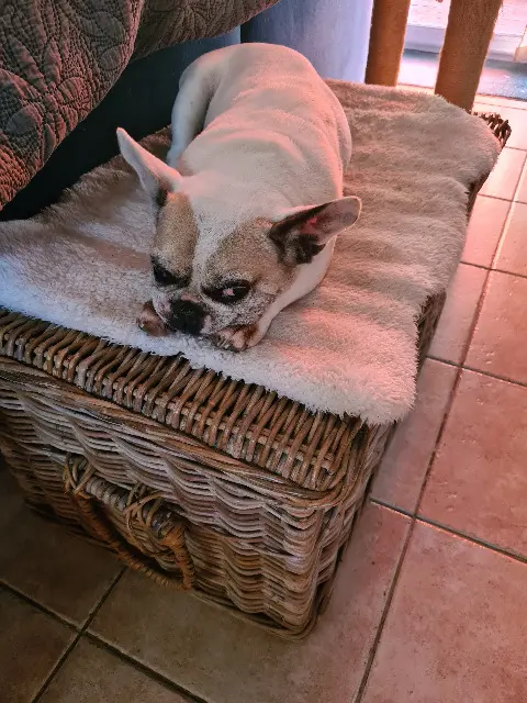 chienne reunited   31290 Mauremont Indy