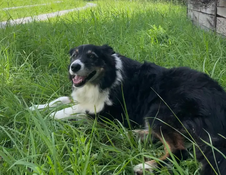 Chienne Perdue 31 Haute-Garonne - Jewell Chienne Perdue 31 Haute-Garonne - Jewell