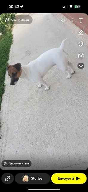 chienne reunited   31830 Plaisance-du-Touch Mayla