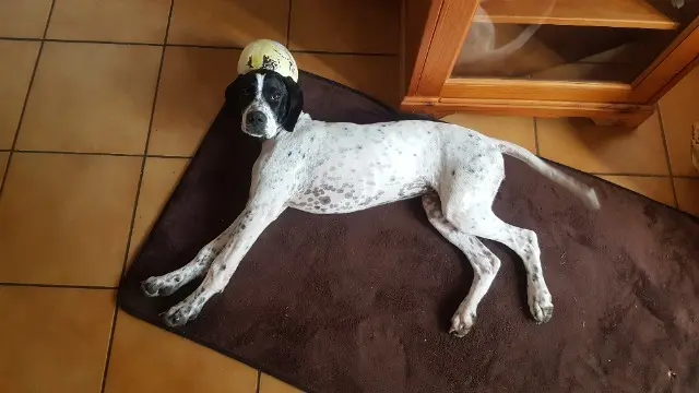 chienne reunited   31330 Merville Ruby