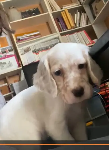 chienne reunited    Toulouse Arya