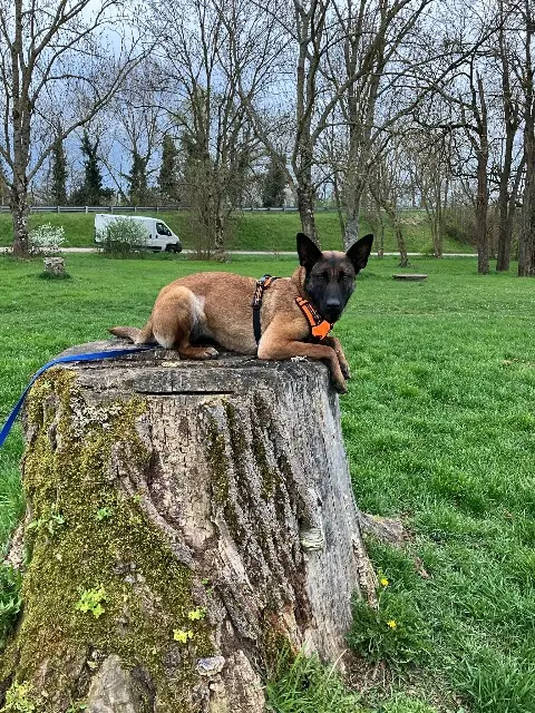 chienne reunited    Toulouse Kali