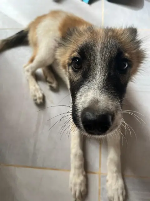 chienne reunited    Toulouse Perla