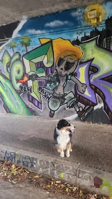 chienne reunited    Toulouse Sioux