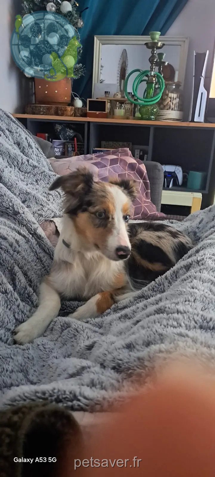 Chienne Perdue 31 Haute-Garonne Toulouse Chienne Perdue 31 Haute-Garonne Toulouse