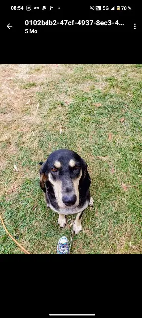 chienne reunited   31620 Bouloc Tsuki