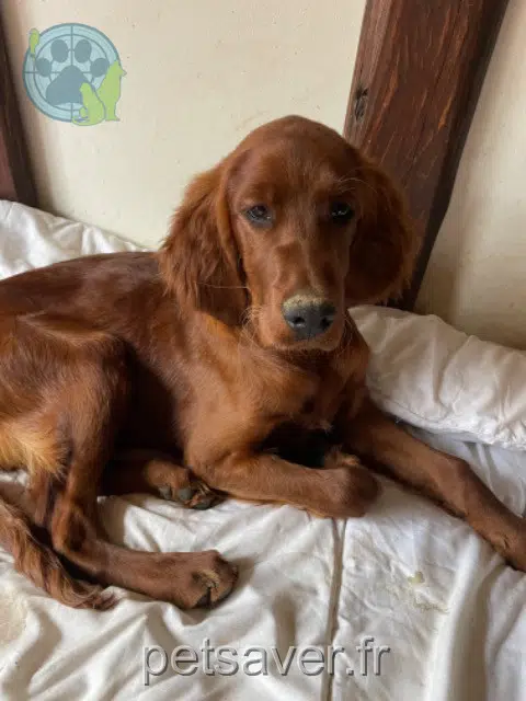 chienne reunited   31510 Antichan-de-Frontignes Ulichia