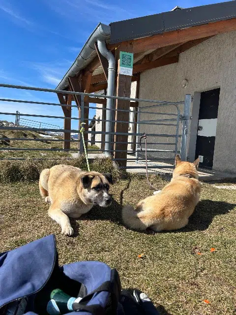 chienne reunited    Boutx Ultra