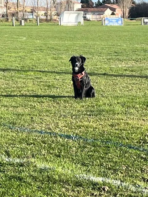 chienne reunited   31600 Lherm Vega