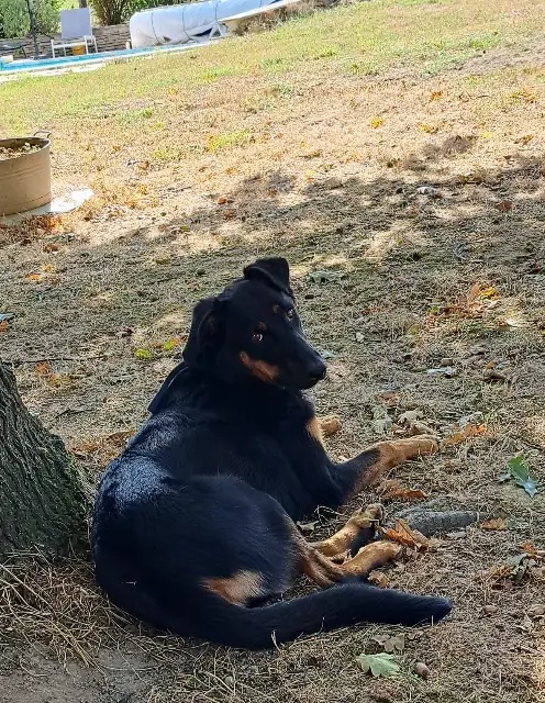 chienne reunited   31820 Pibrac Véga