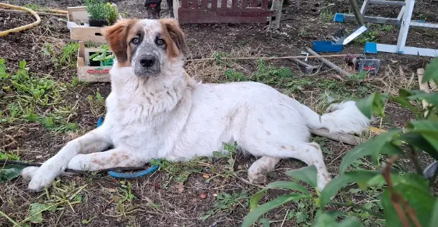 chienne reunited   31150 Fenouillet Yna