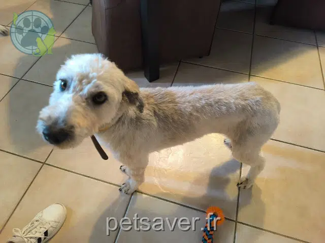 chienne reunited 32220 Montamat Baïka