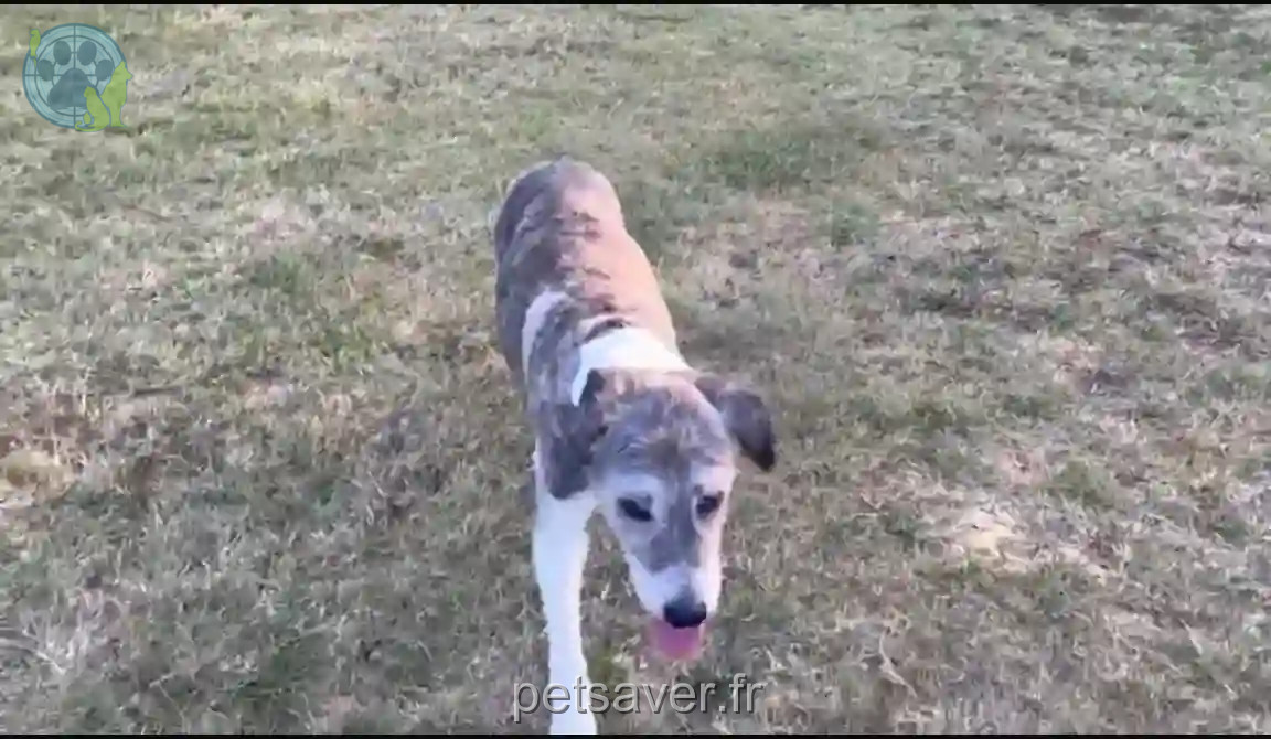 Chienne Perdue 32 Gers - Bulle Chienne Perdue 32 Gers - Bulle