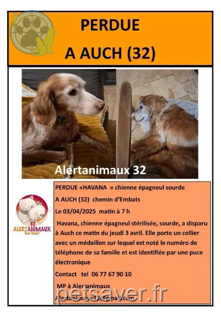 chienne reunited   32000 Auch Havana