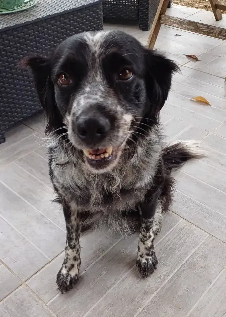 chienne reunited   32130 Monblanc Jena