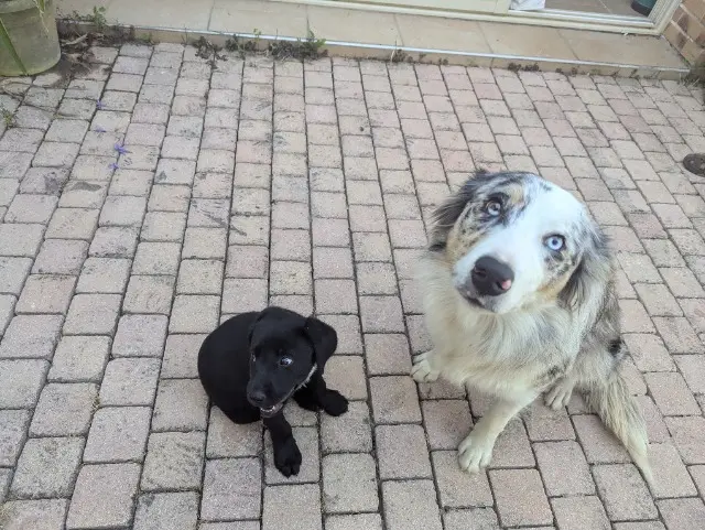 chienne reunited   32800 Eauze Le duo Venus et Laïka