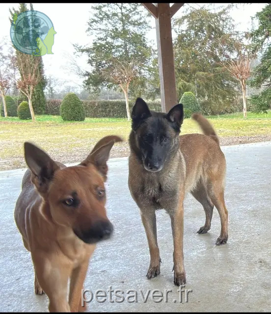 chienne reunited   32320 Riguepeu Rocketsoucha