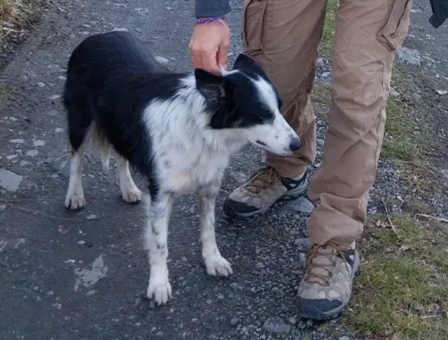 chienne reunited   32810 Leboulin Sépia