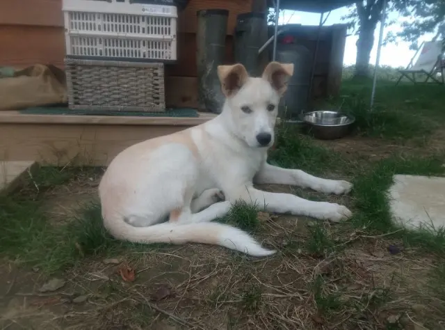 chienne reunited   32800 Noulens Zola