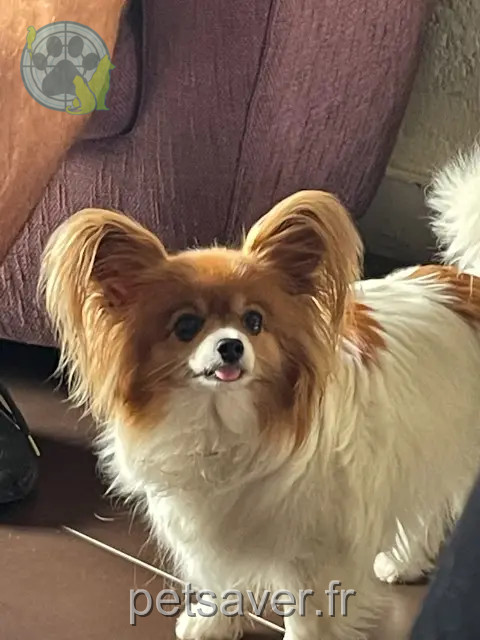 chienne reunited Bordeaux Cannelle