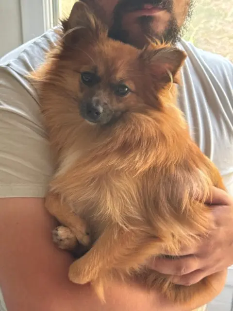 chienne reunited    Bordeaux Louna