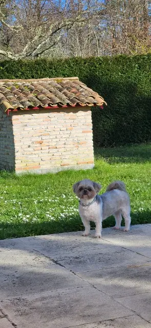 chienne reunited   33114 Le Barp Fidji