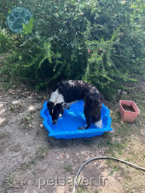 chienne reunited   33670 Sadirac Nala