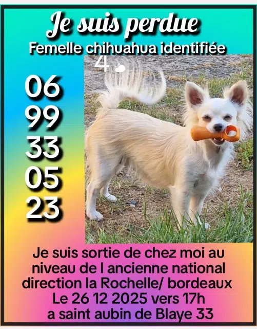 chienne reunited   33820 Saint-Aubin-de-Blaye Neige