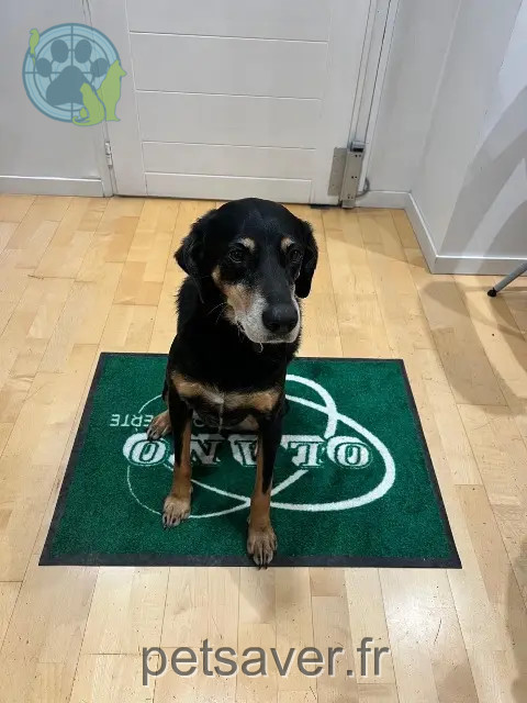 chienne reunited 33680 Lacanau Odette