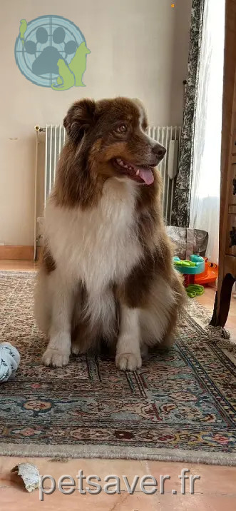 Chienne Perdue 33 Gironde - Pixie Chienne Perdue 33 Gironde - Pixie