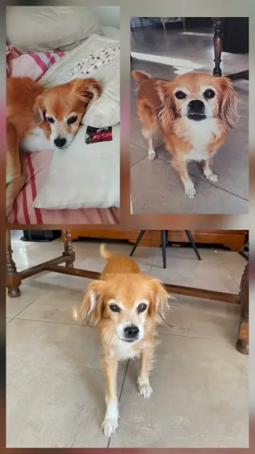 chienne reunited   33110 Le Bouscat Quetta