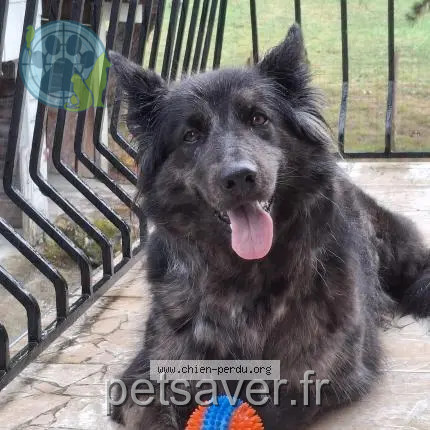 chienne reunited   33370 Bonnetan Rebelle