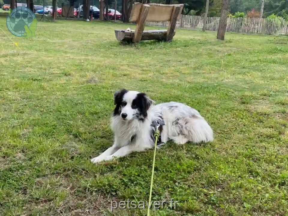 Chienne Trouvée 33 Gironde - Uméa Chienne Trouvée 33 Gironde - Uméa