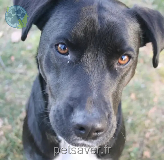 chienne reunited La Teste-de-Buch Zoé