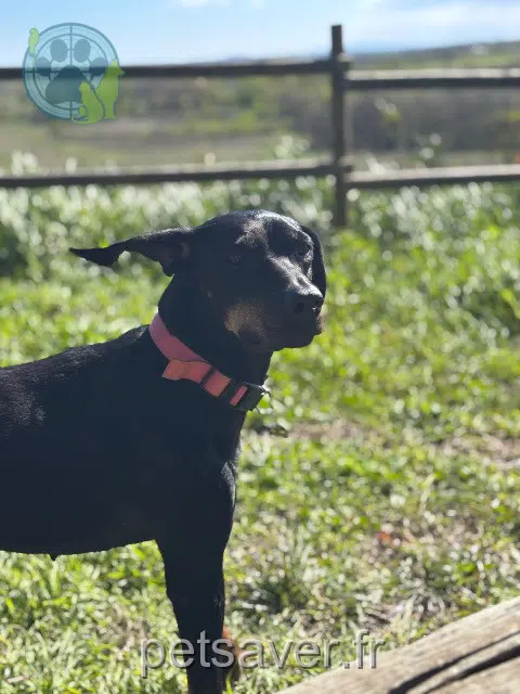 chienne reunited   34500 Béziers Dolly