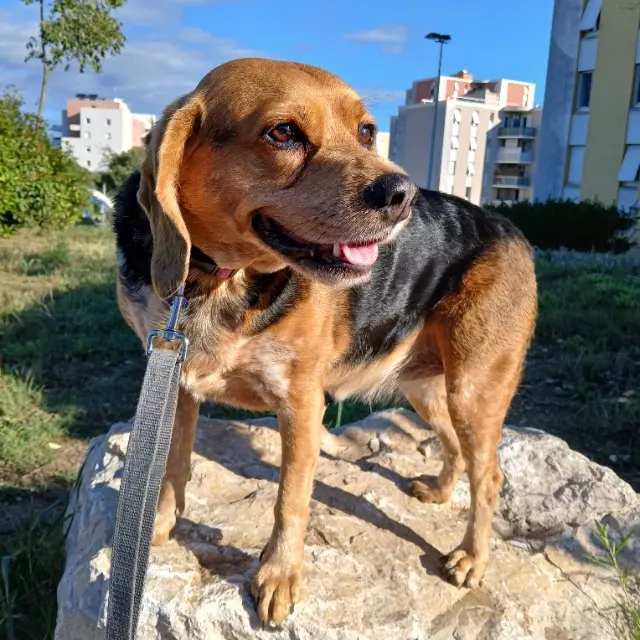chienne reunited   34170 Castelnau-le-Lez Fidgi