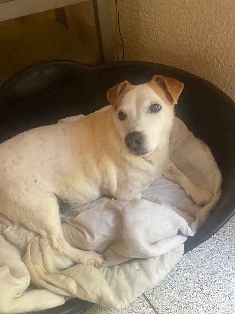 chienne reunited   34750 Villeneuve-lès-Maguelone Flo