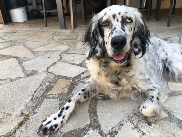 chienne reunited   34660 Cournonsec Laïka