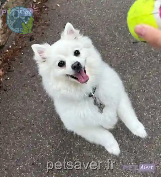 Chienne Trouvée 34 Hérault Montpellier - Cannelle Chienne Trouvée 34 Hérault Montpellier - Cannelle