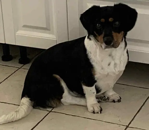 chienne reunited   34500 Béziers Opale