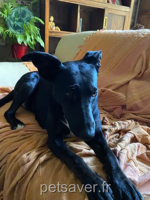 chienne reunited   34360 Ferrières-Poussarou Roxy