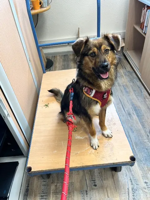 chienne reunited   34250 Palavas-les-Flots Tessa