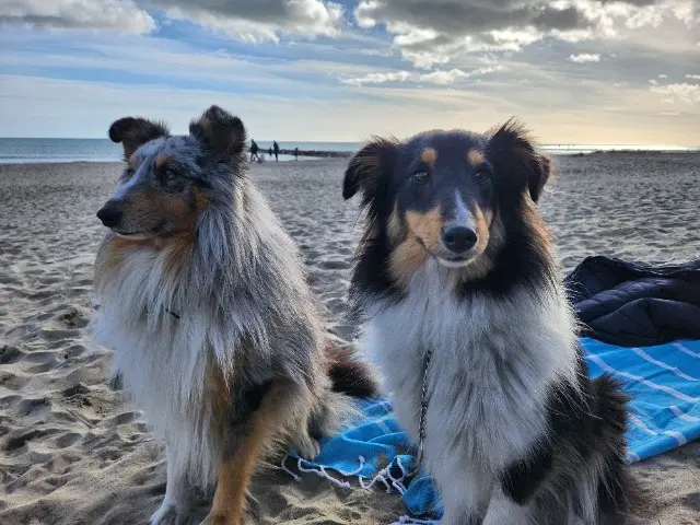 chienne reunited   34690 Fabrègues Twinnie