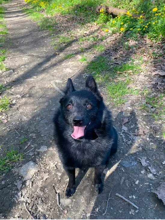 Chienne Trouvée 34 Эро - Joconde Chienne Trouvée 34 Эро - Joconde